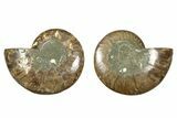 Cut & Polished, Agatized Ammonite Fossil - Madagascar #344484-1